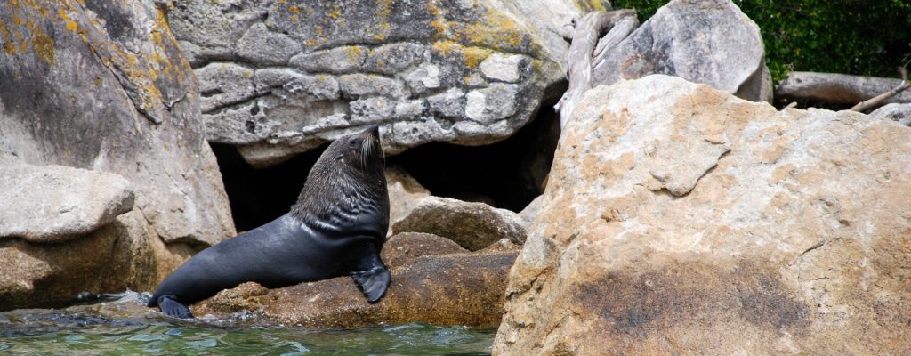 New Zealand Fur Seals - Abel Tasman Aqua Taxi